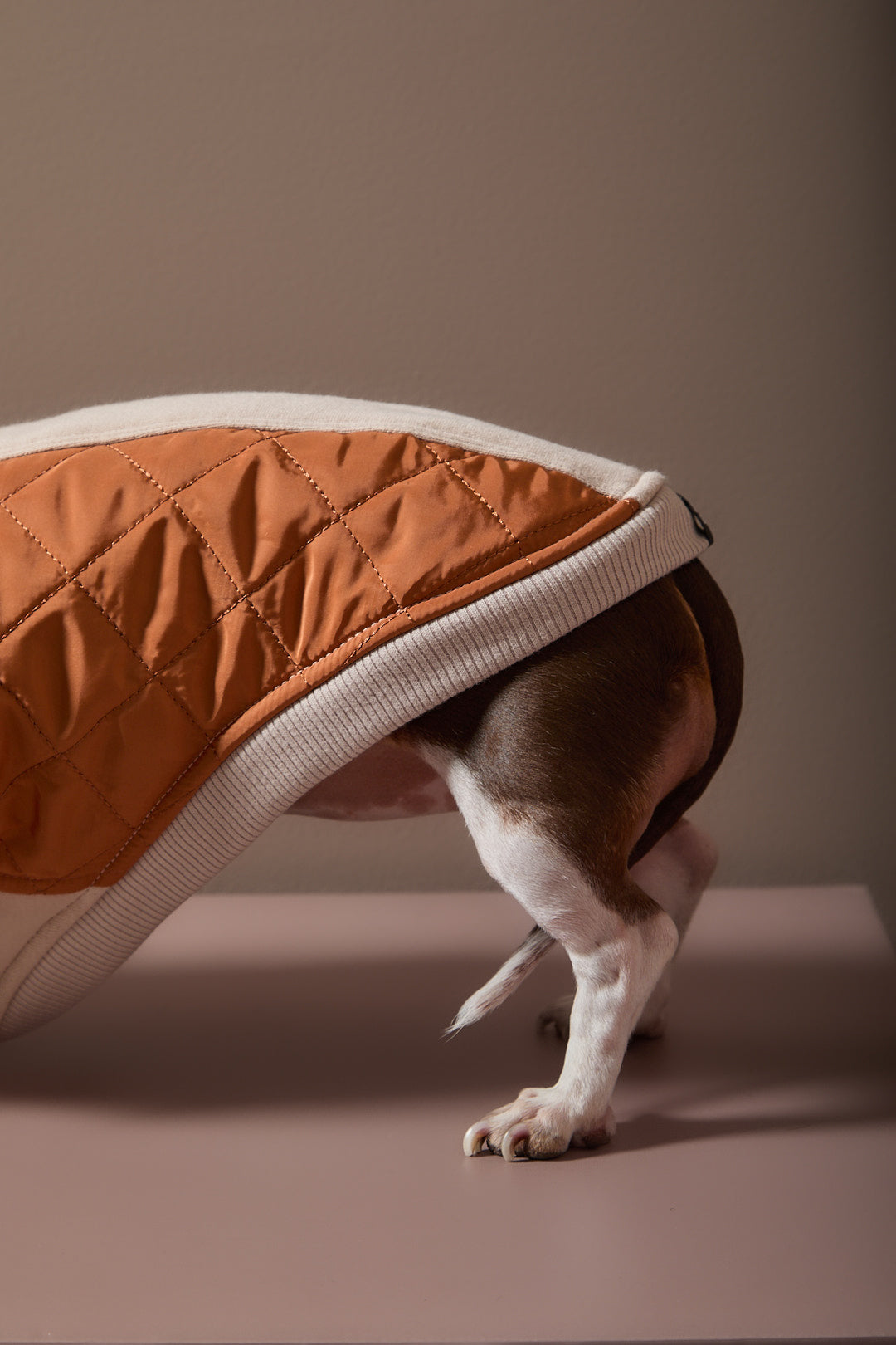 Chaleco Acolchado DUNE para Perro Salchicha