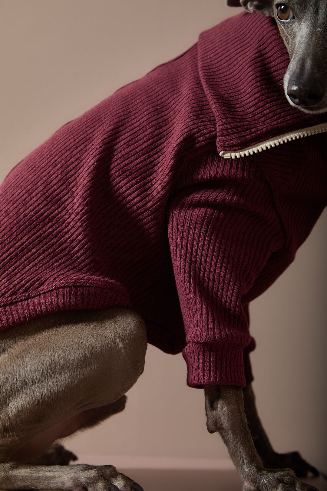 Sueter Vinotinto con Cierre Galgo Italiano / Whippet KNIT