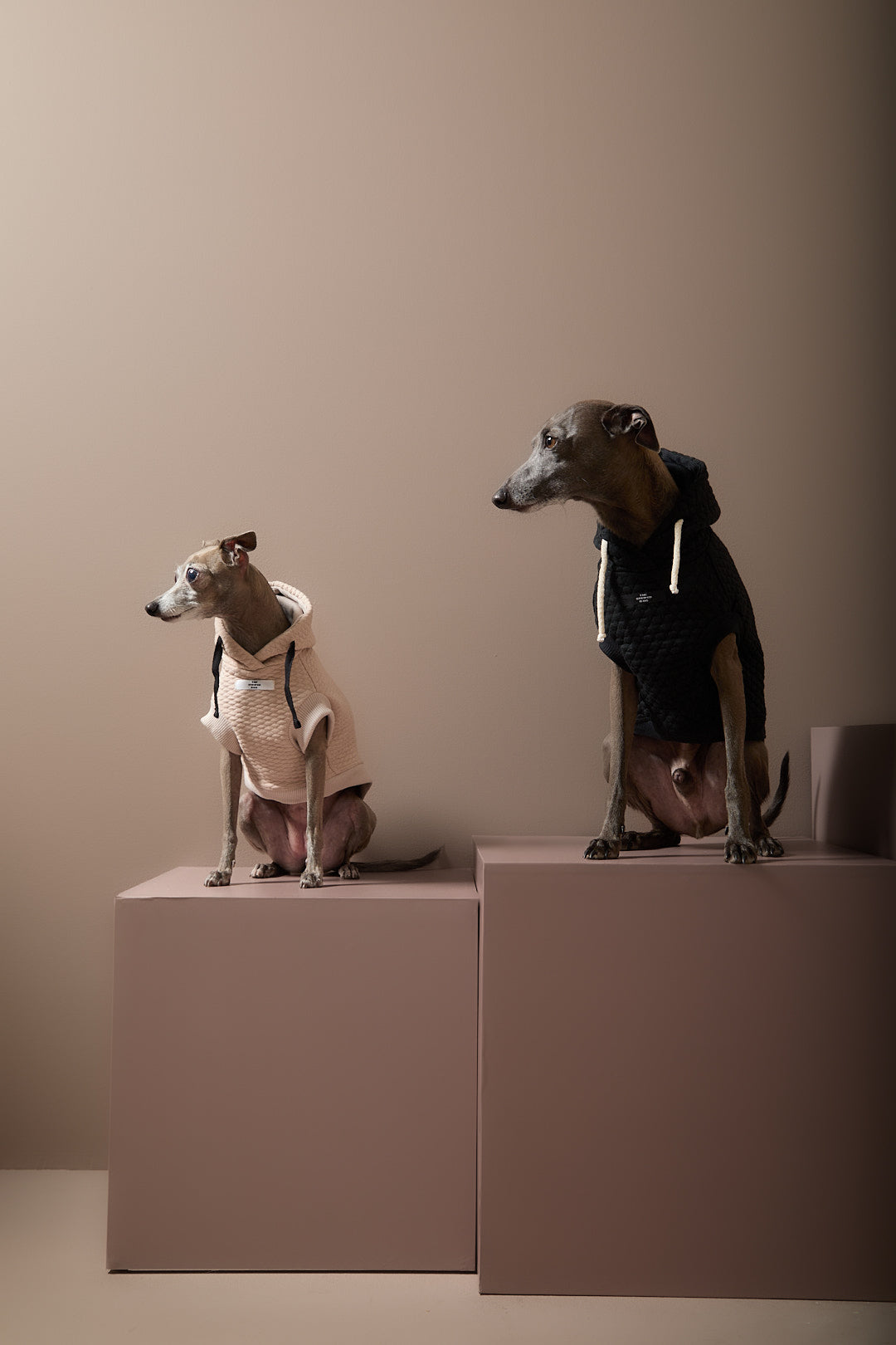 Chaleco Negro Texturizado con Capucha Galgo Italiano / Whippet BIRCH