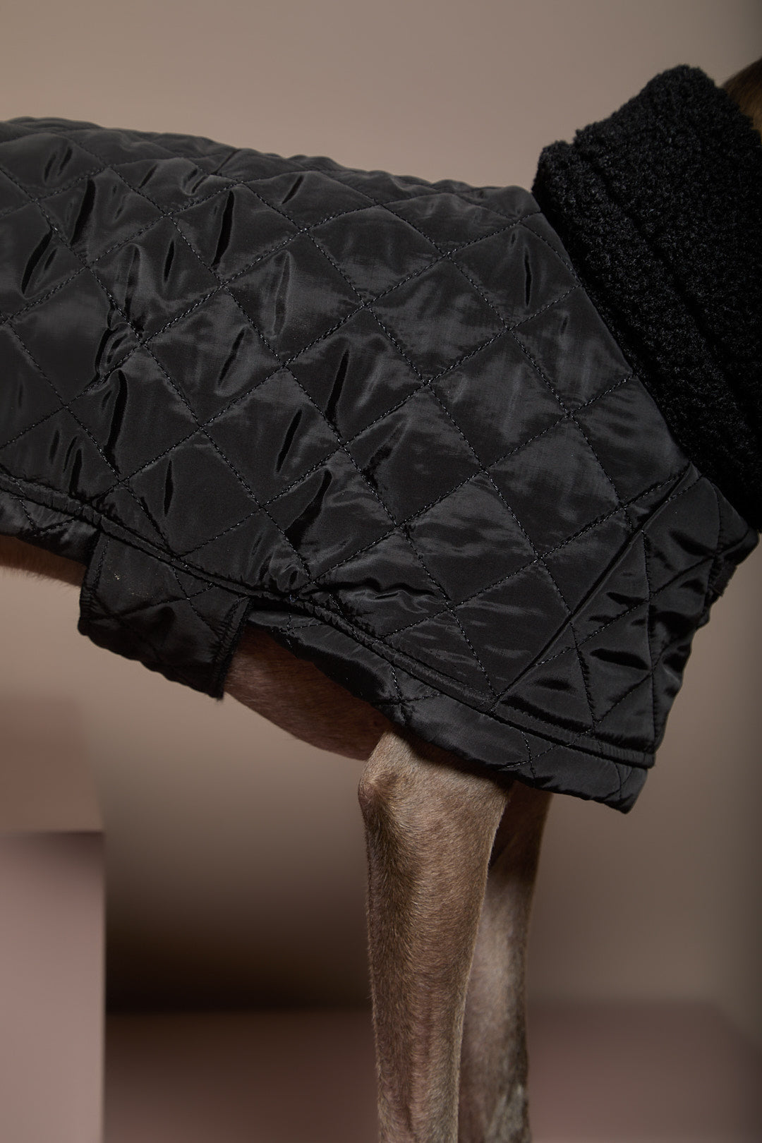 Capa Negra Cuello Tortuga Galgo Italiano / Whippet HIRO