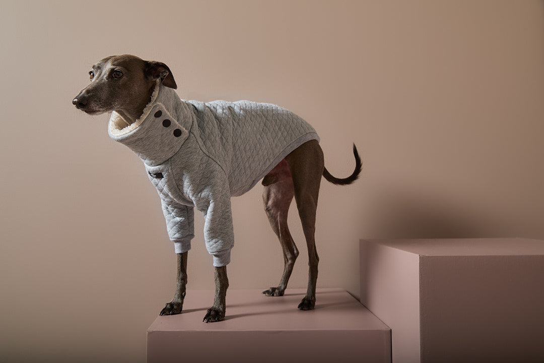 Sueter Gris Acolchado Galgo Italiano / Whippet OSLO