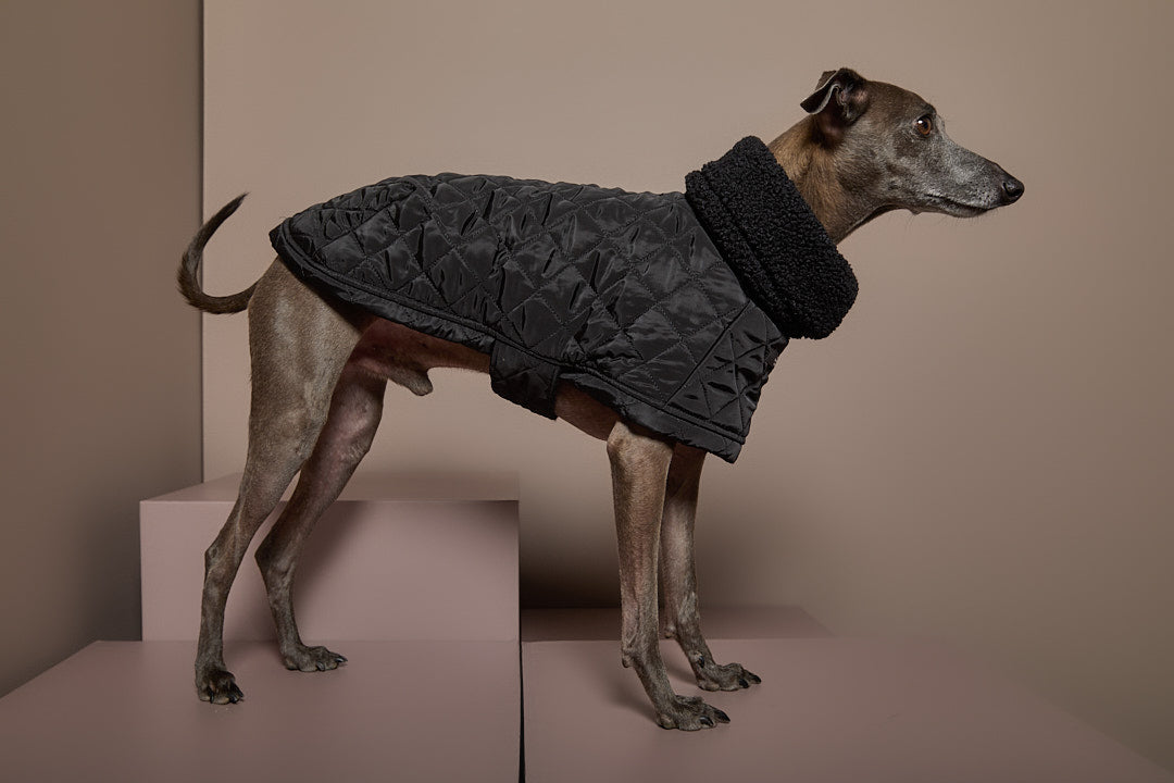 Capa Negra Cuello Tortuga Galgo Italiano / Whippet HIRO