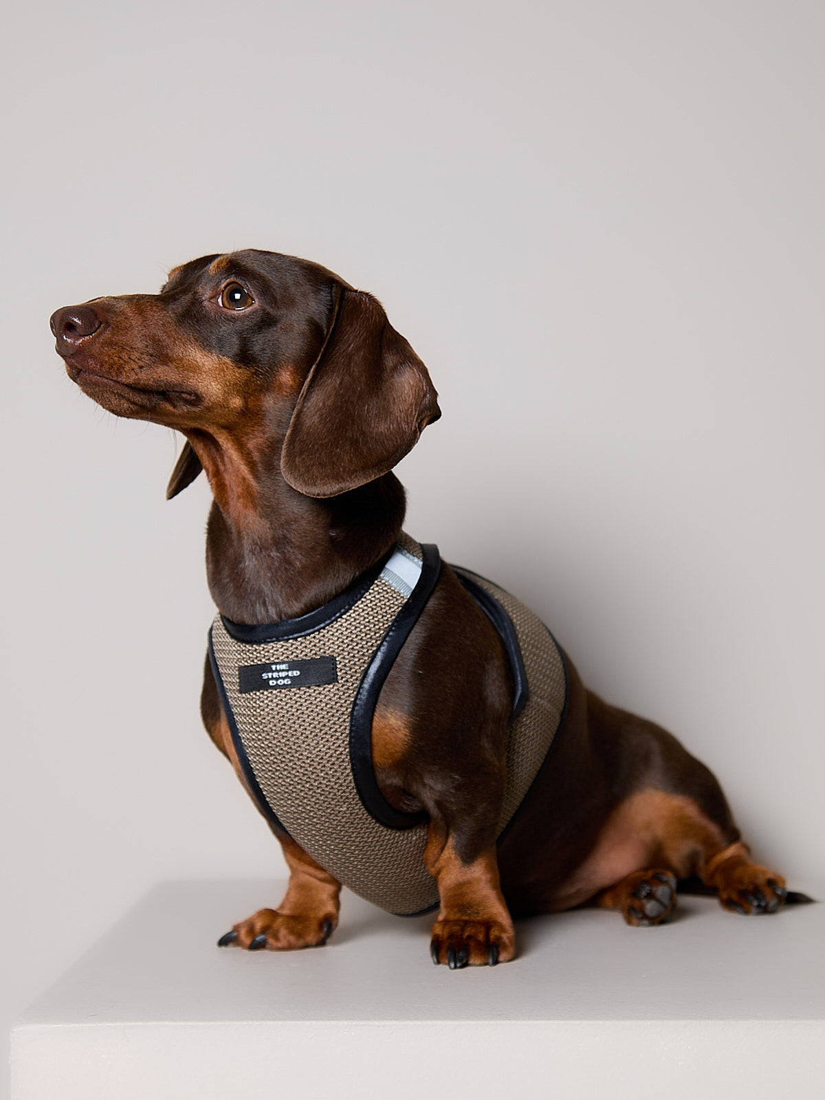 Arnes de Malla Tabaco COBBLESTONE para Perro Salchicha