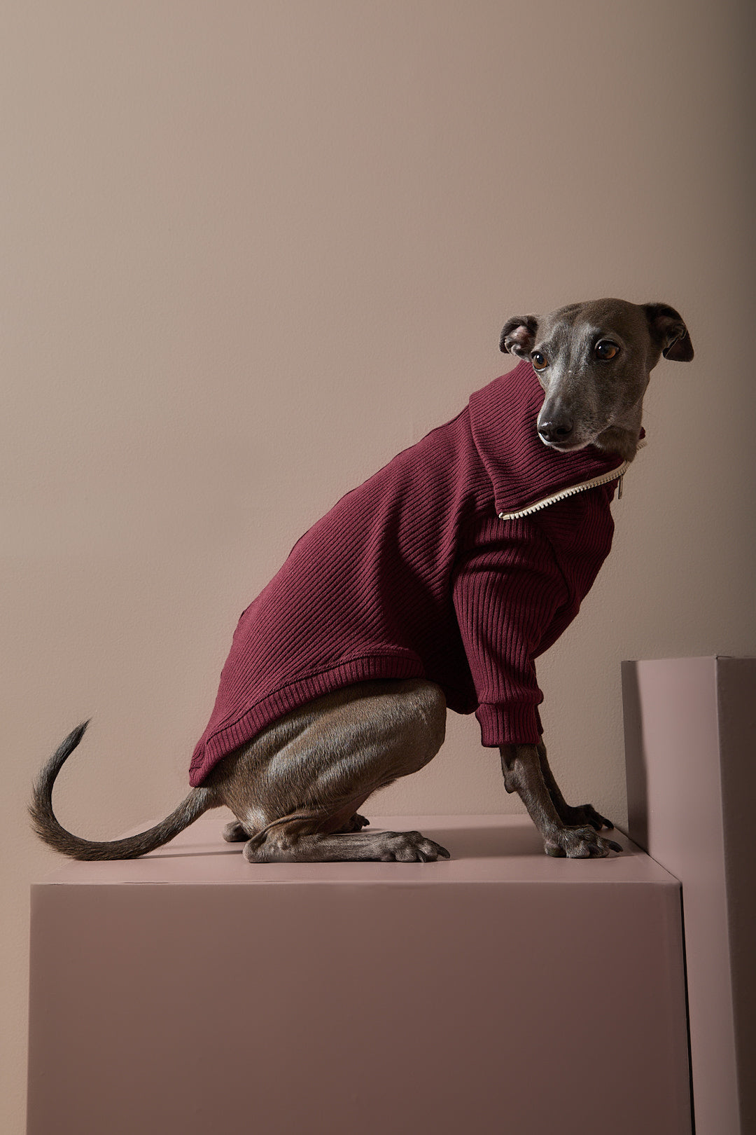 Sueter Vinotinto con Cierre Galgo Italiano / Whippet KNIT