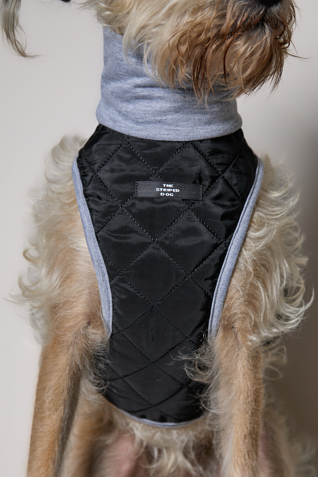 Arnes Cuello Tortuga Negro GADE para Perro Standard