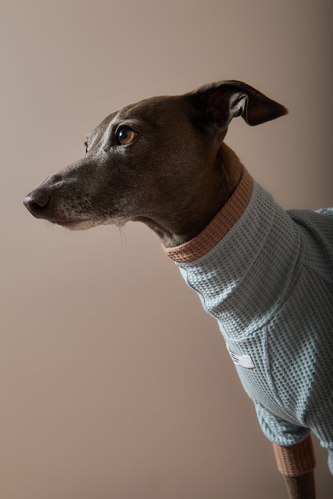 Sueter Waffle Azul GRAIN para Galgo Italiano / Whippet