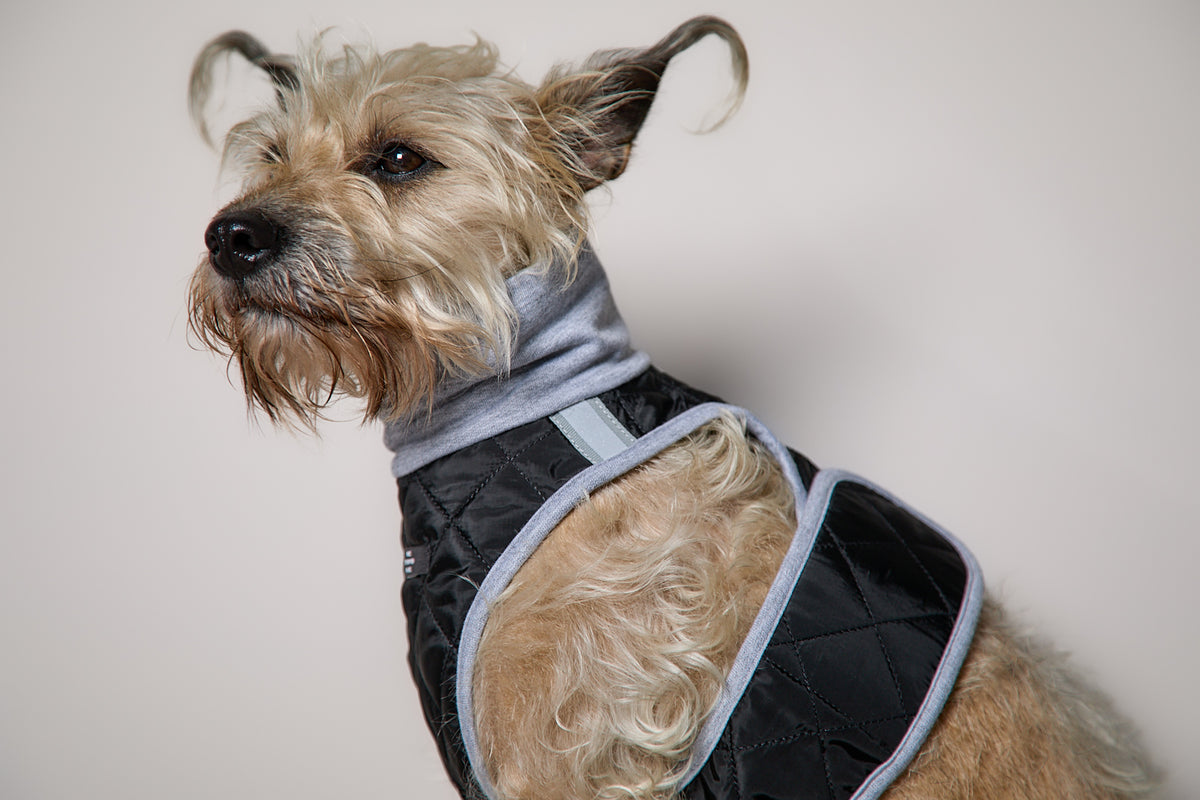 Arnes Cuello Tortuga Negro GADE para Perro Standard