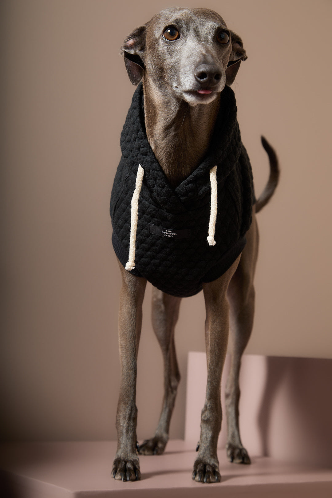 Chaleco Negro Texturizado con Capucha Galgo Italiano / Whippet BIRCH