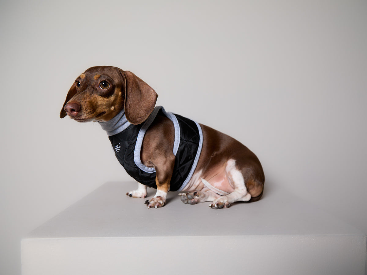Arnes Cuello Tortuga Negro GADE para Perro Salchicha