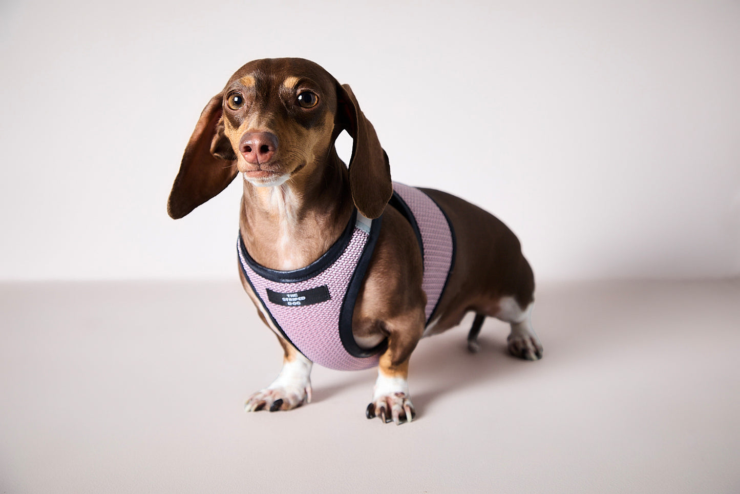 Arnes de Malla Rosado COBBLESTONE para Perro Salchicha