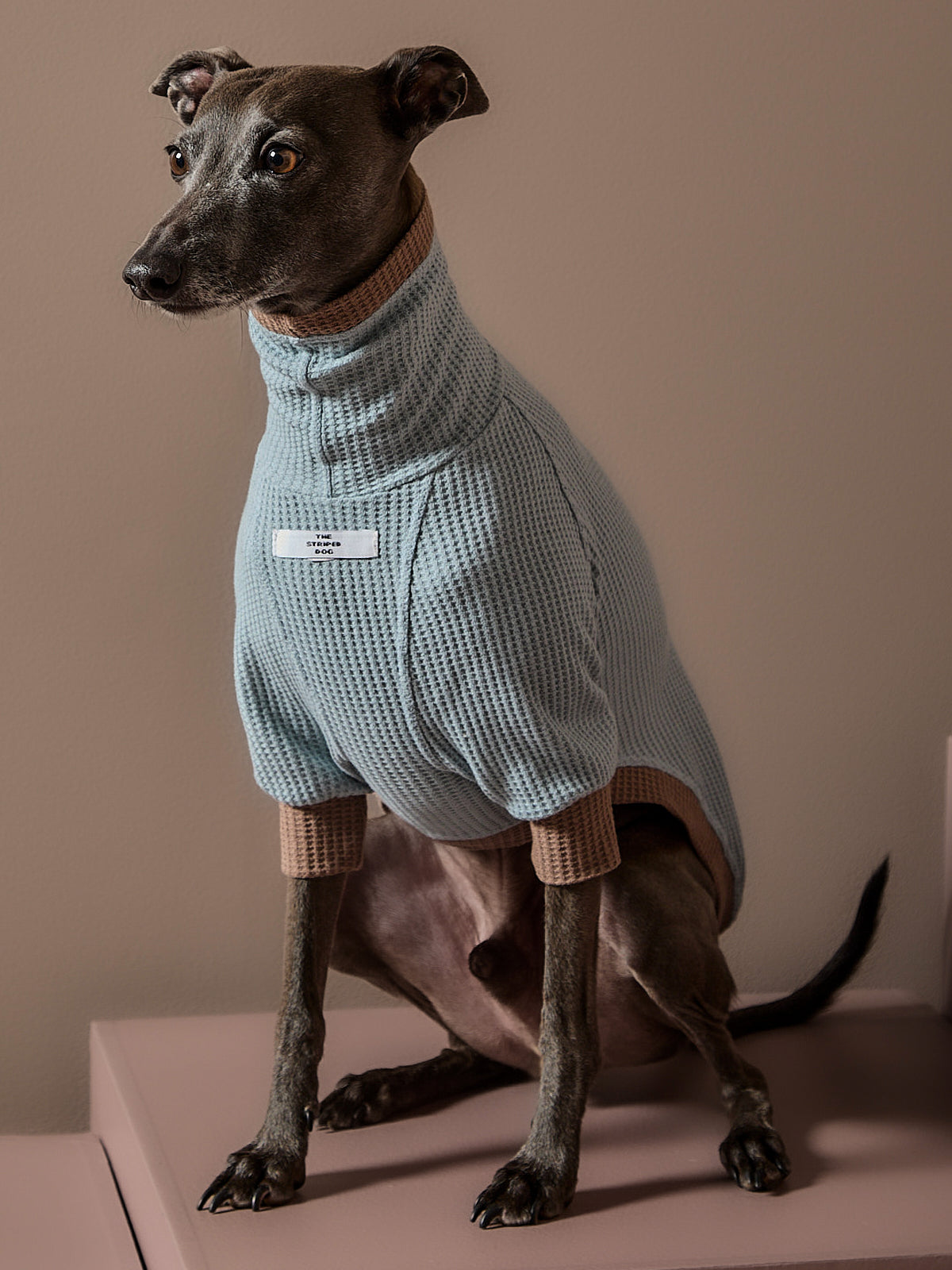 Sueter Waffle Azul GRAIN para Galgo Italiano / Whippet