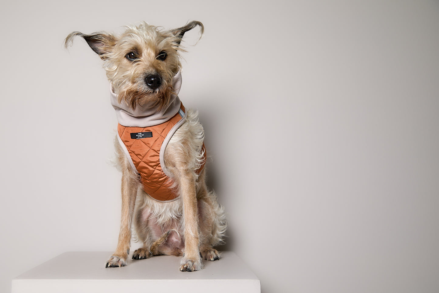 Arnes Cuello Tortuga Terracota GADE para Perro Standard