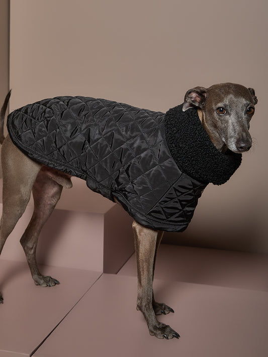 Capa Negra Cuello Tortuga Galgo Italiano / Whippet HIRO