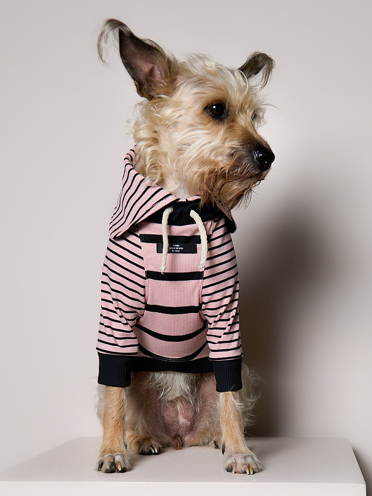 Sueter de Rayas Rosado y Negro LINE para Perro Standard