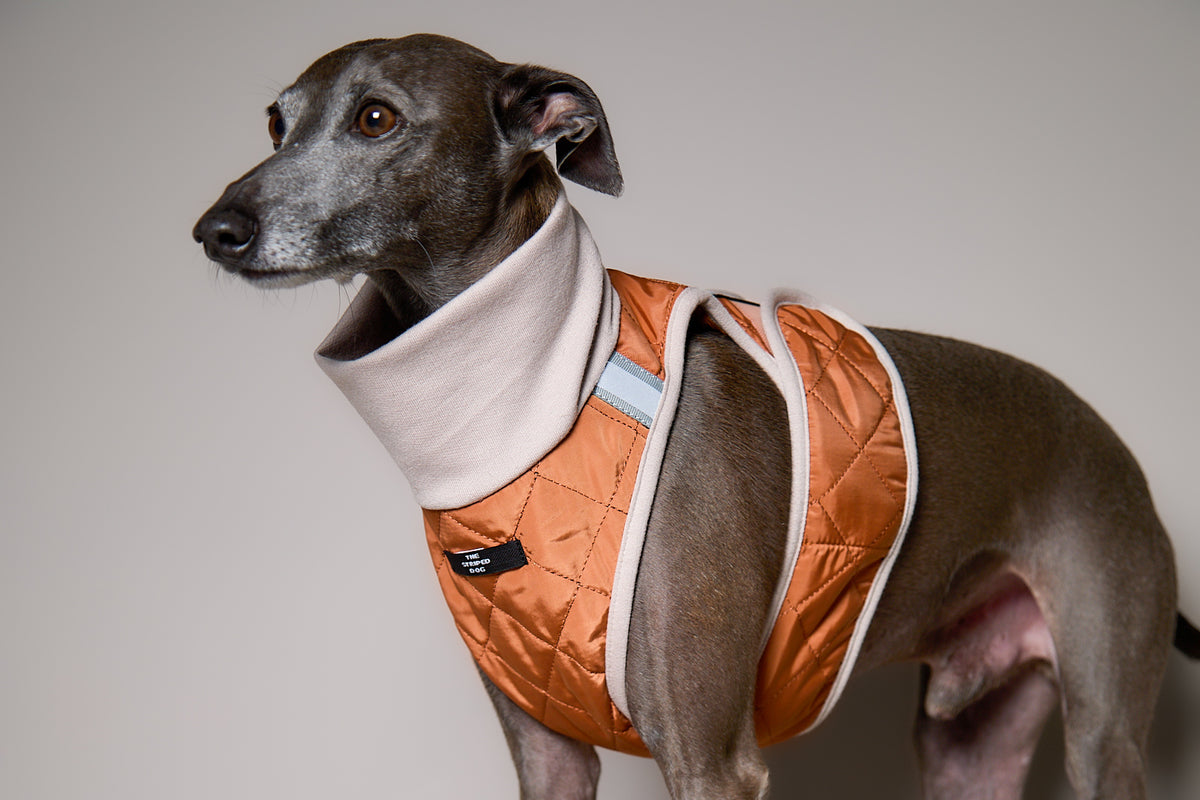 Arnes Cuello Tortuga Terracota GADE para Galgo Italiano / Whippet