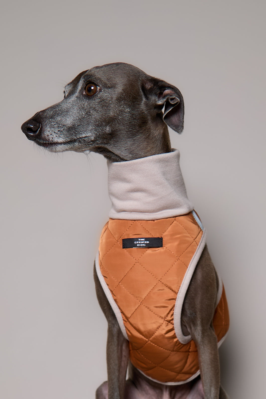 Arnes Cuello Tortuga Terracota GADE para Galgo Italiano / Whippet