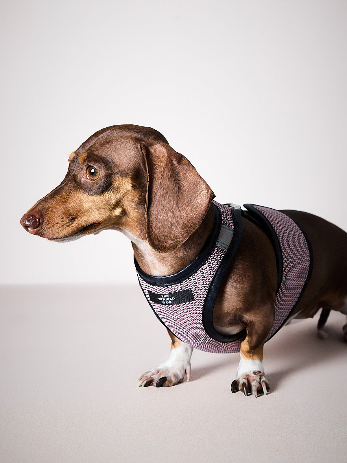 Arnes de Malla Rosado COBBLESTONE para Perro Salchicha