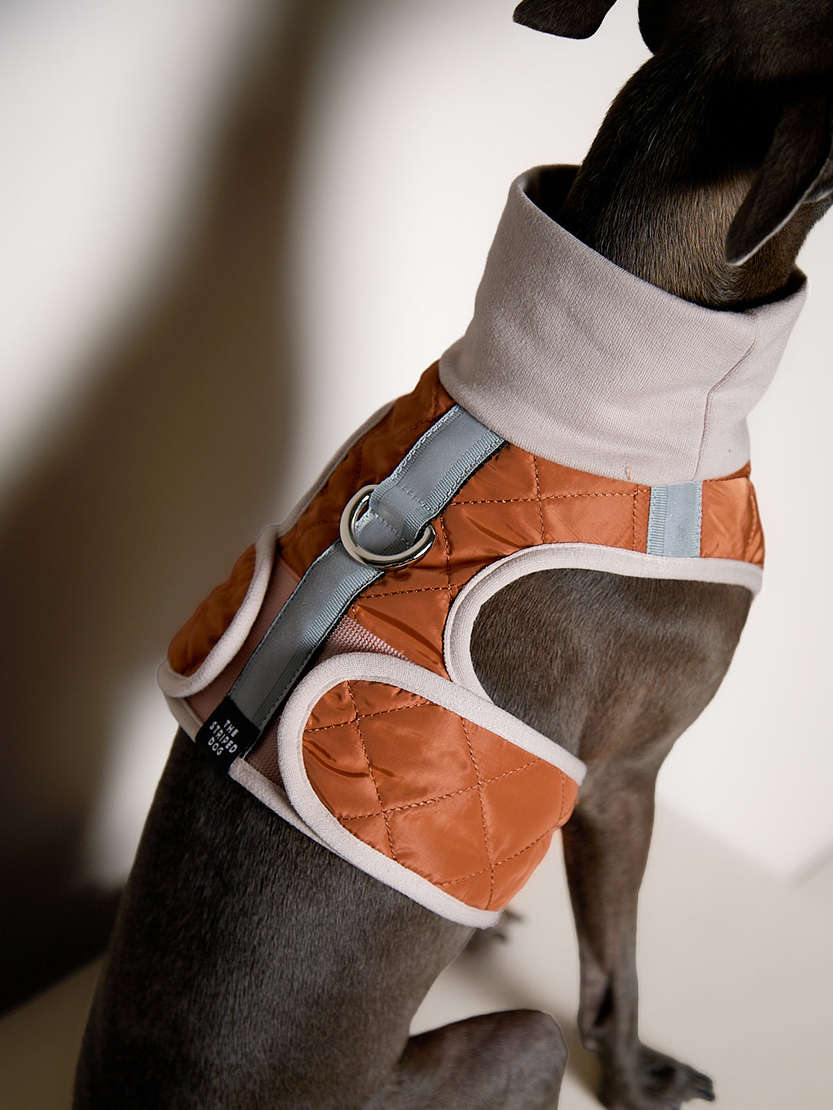 Arnes Cuello Tortuga Terracota GADE para Galgo Italiano / Whippet