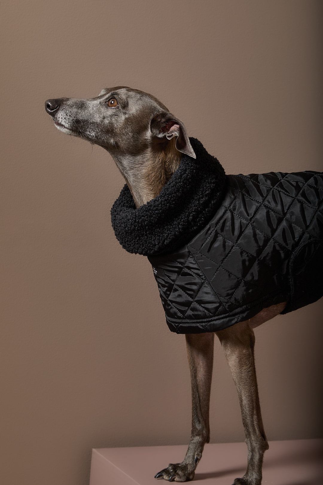 Capa Negra Cuello Tortuga Galgo Italiano / Whippet HIRO