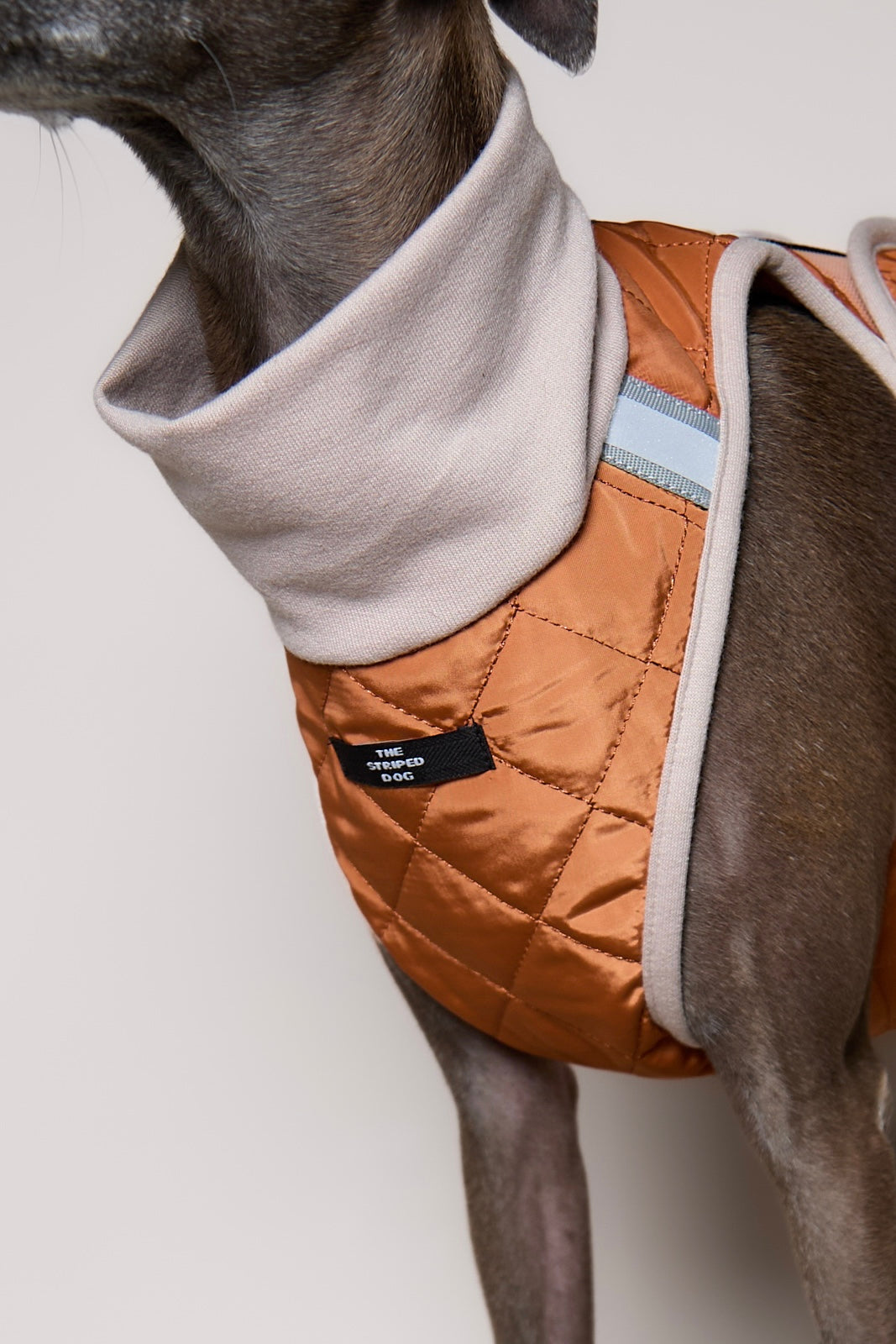Arnes Cuello Tortuga Terracota GADE para Galgo Italiano / Whippet
