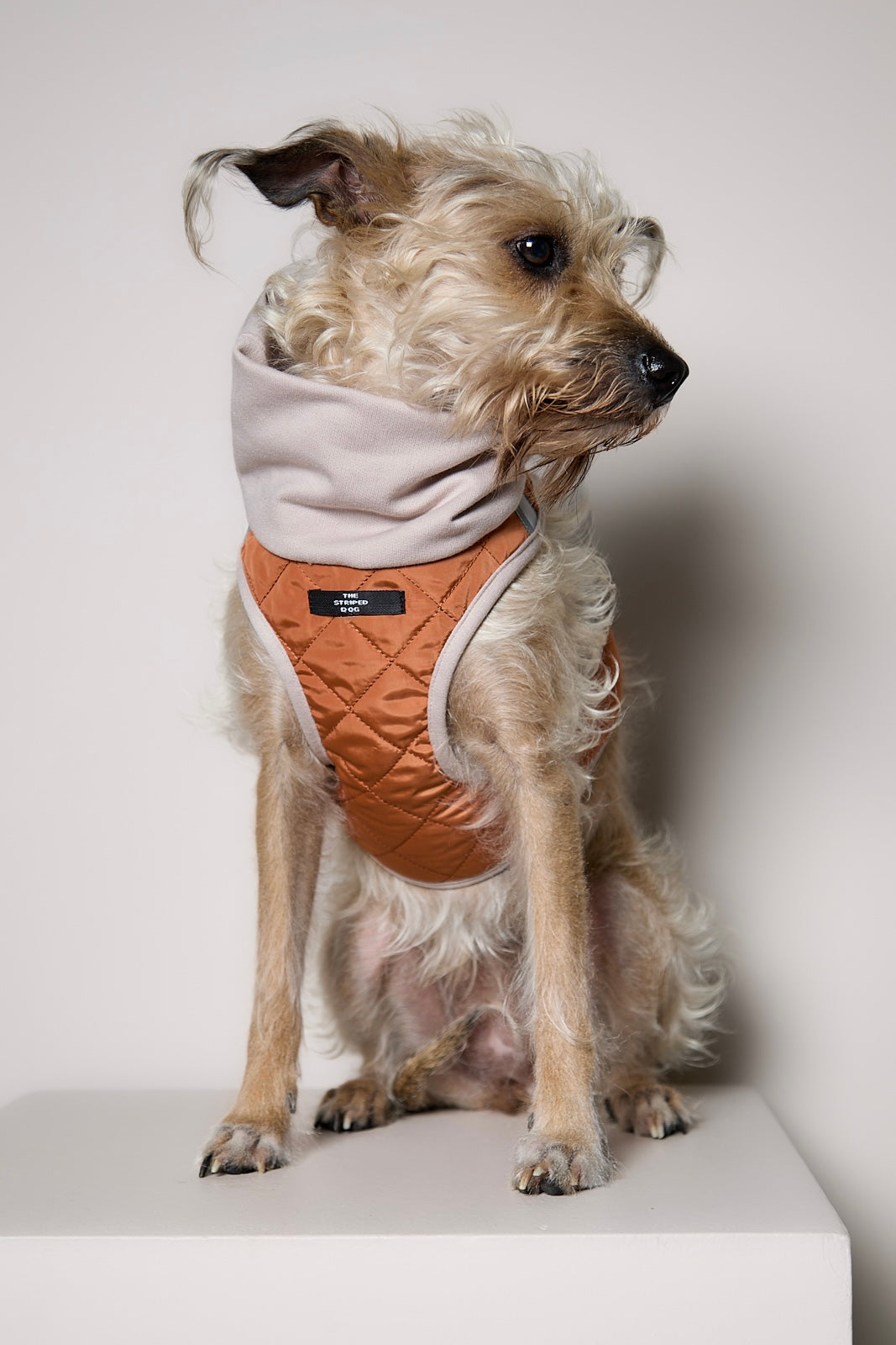 Arnes Cuello Tortuga Terracota GADE para Perro Standard