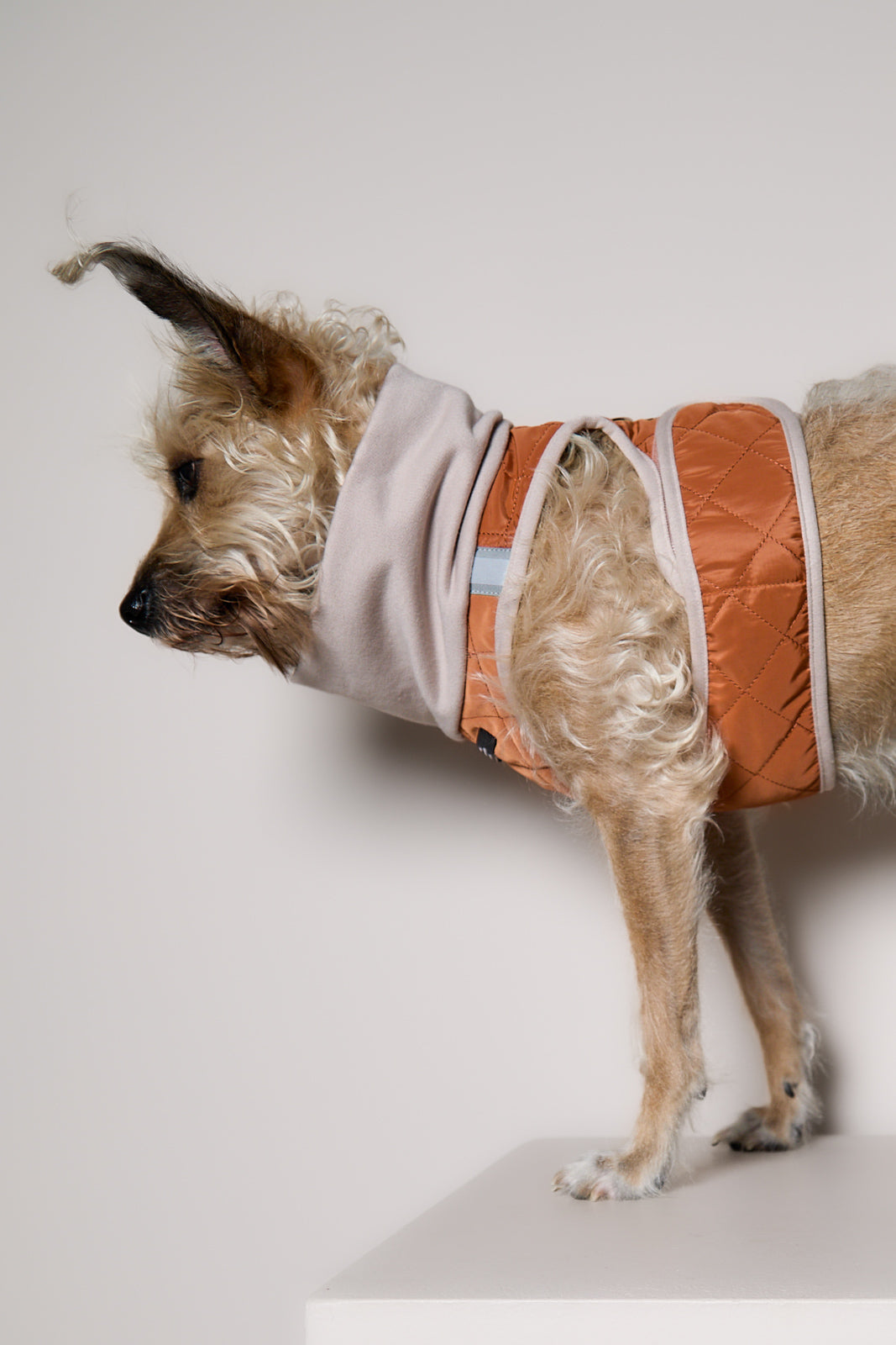 Arnes Cuello Tortuga Terracota GADE para Perro Standard