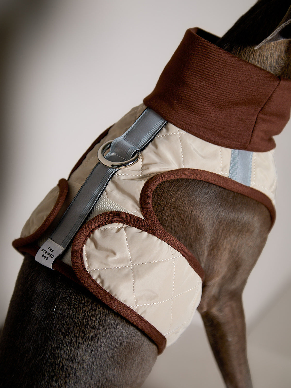 Arnes Cuello Tortuga Beige GADE para Galgo Italiano / Whippet