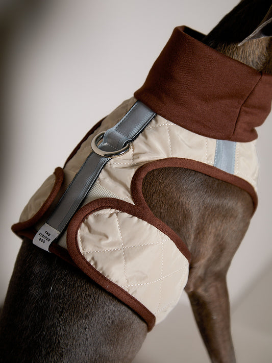 Arnes Cuello Tortuga Beige GADE para Galgo Italiano / Whippet