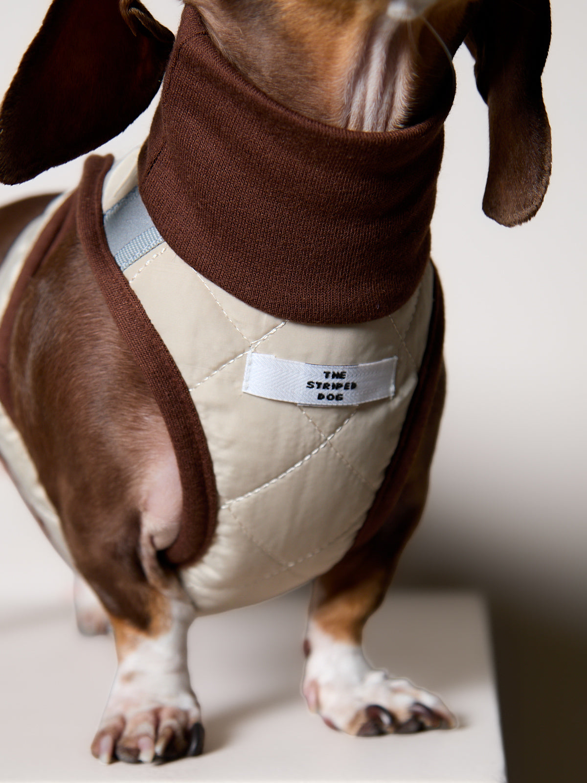 Arnes Cuello Tortuga Beige GADE para Perro Salchicha