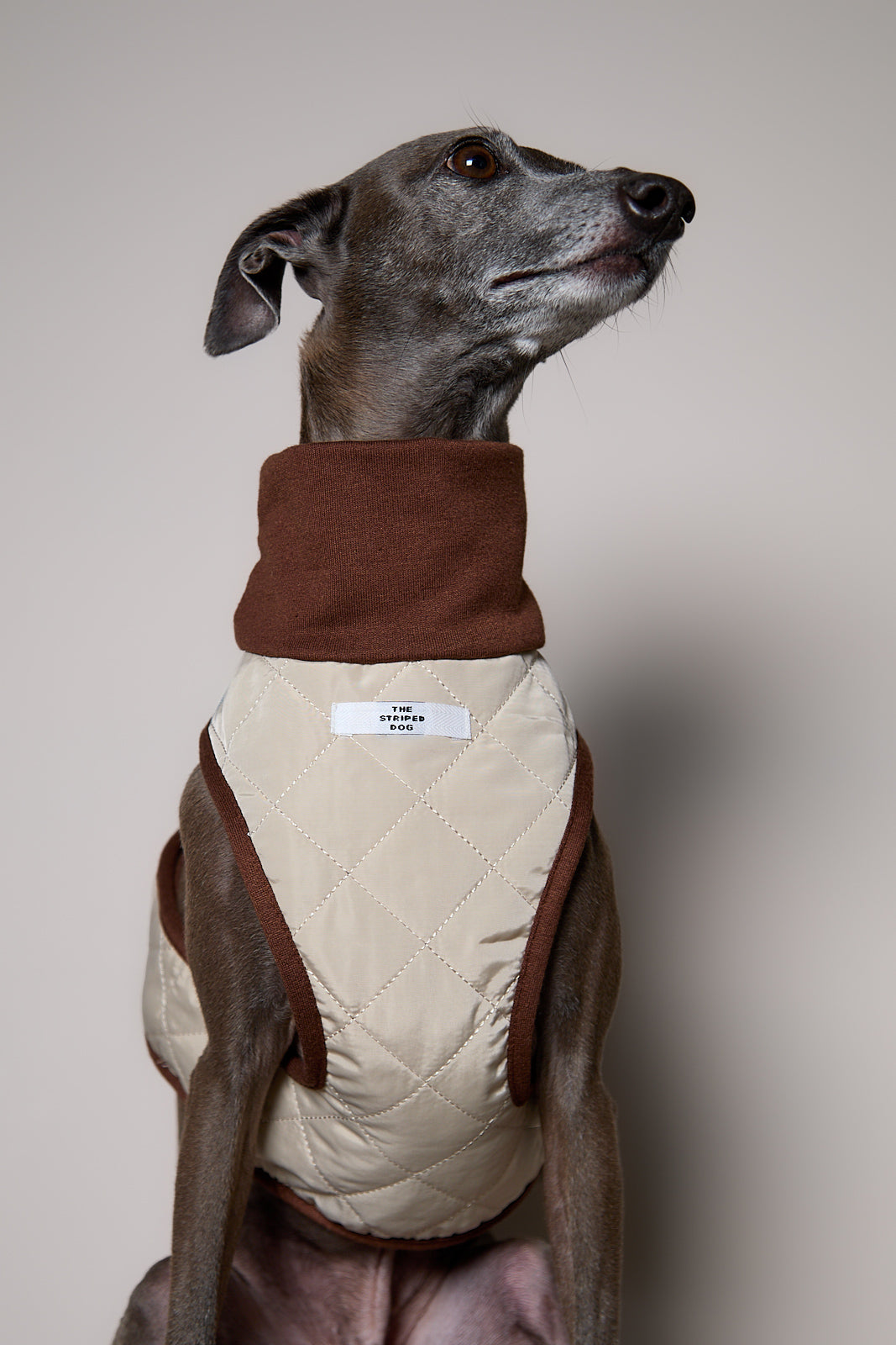 Arnes Cuello Tortuga Beige GADE para Galgo Italiano / Whippet