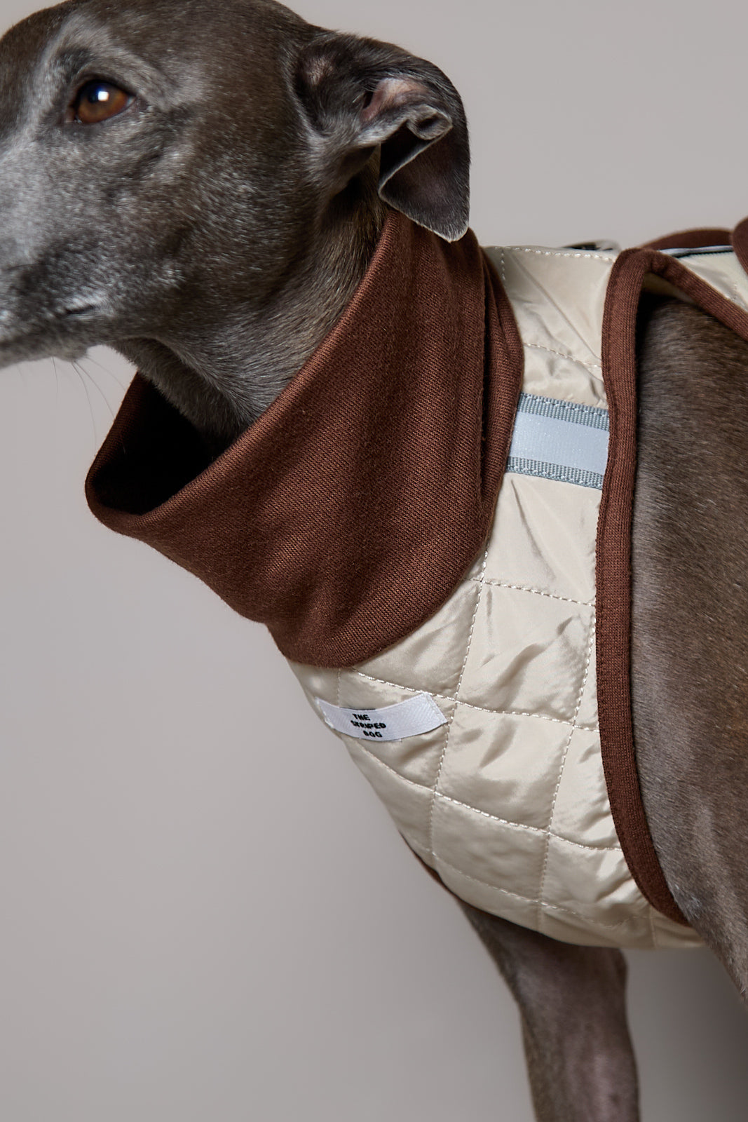 Arnes Cuello Tortuga Beige GADE para Galgo Italiano / Whippet
