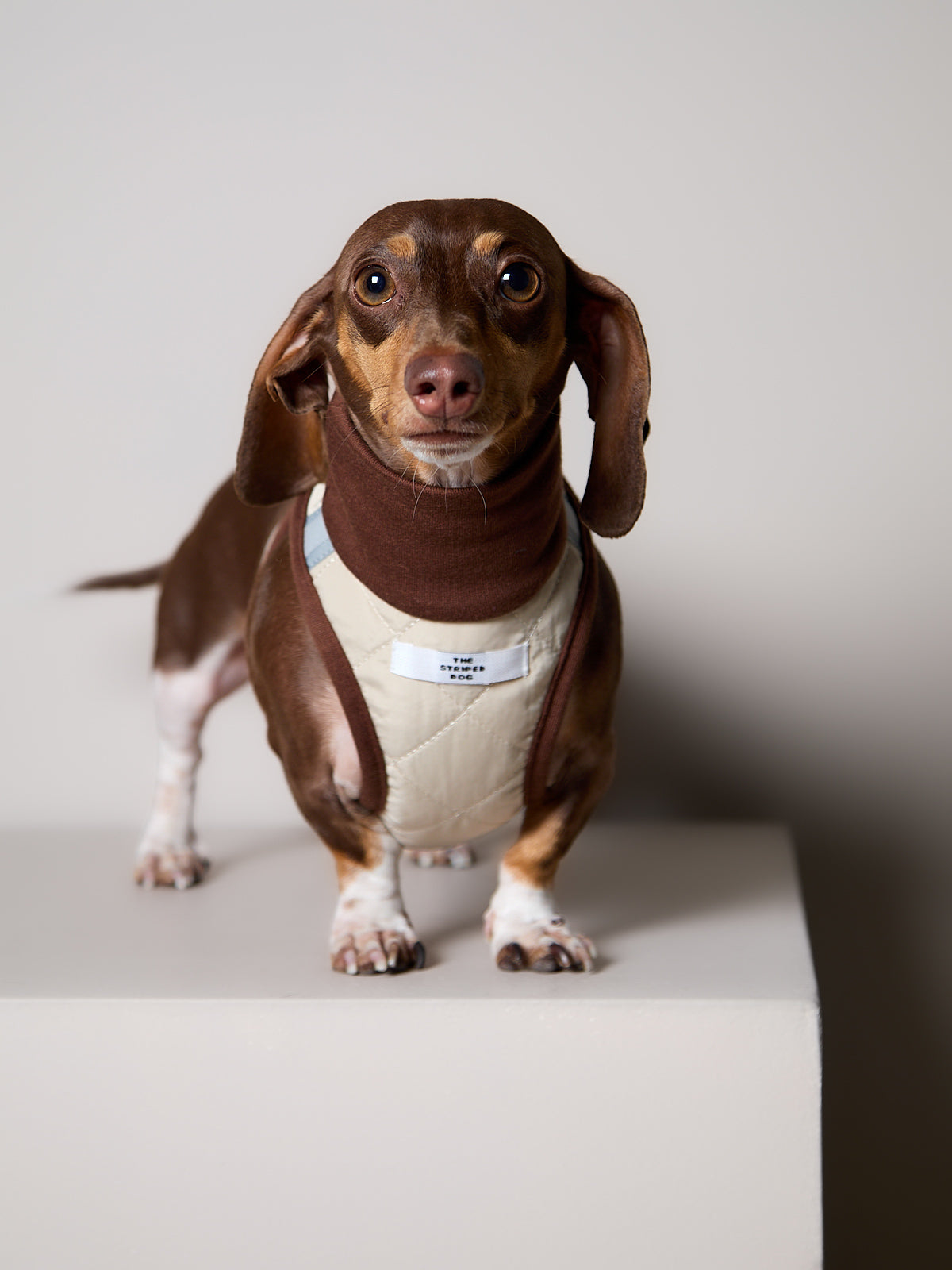Arnes Cuello Tortuga Beige GADE para Perro Salchicha