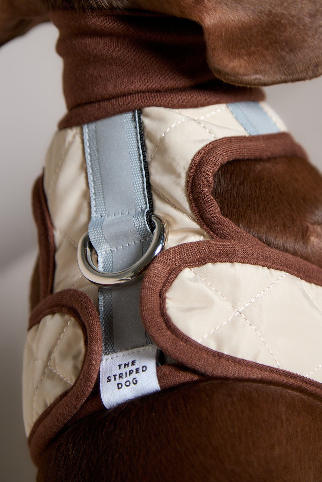Arnes Cuello Tortuga Beige GADE para Perro Salchicha