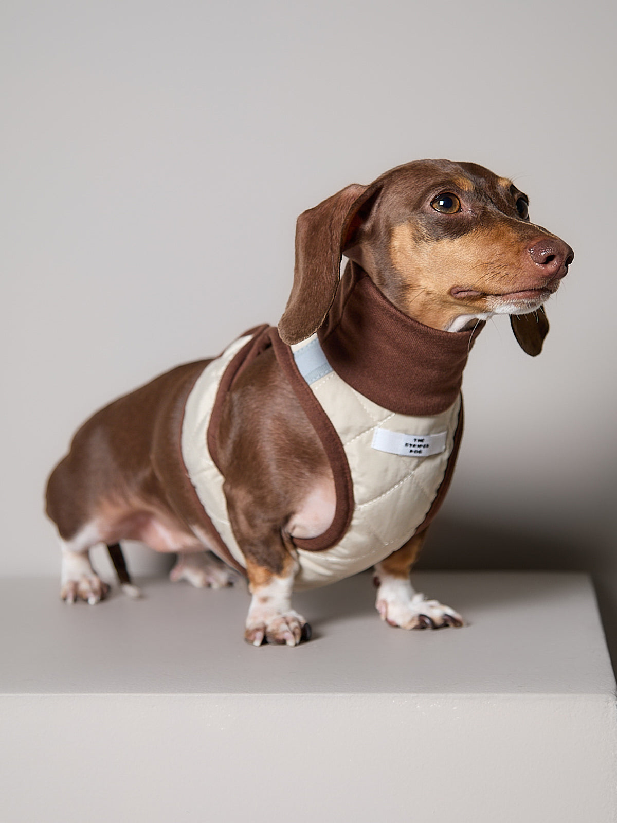 Arnes Cuello Tortuga Beige GADE para Perro Salchicha