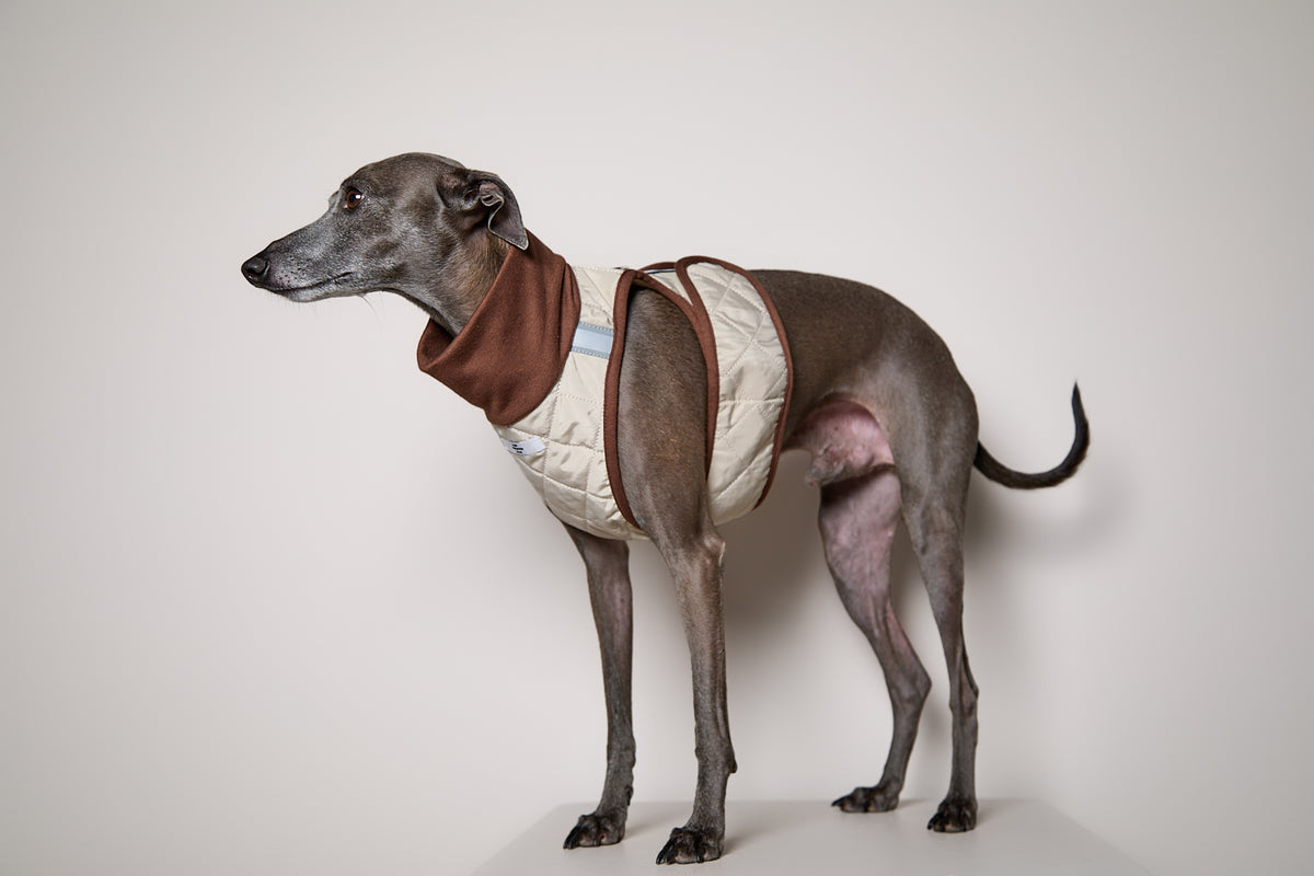 Arnes Cuello Tortuga Beige GADE para Galgo Italiano / Whippet