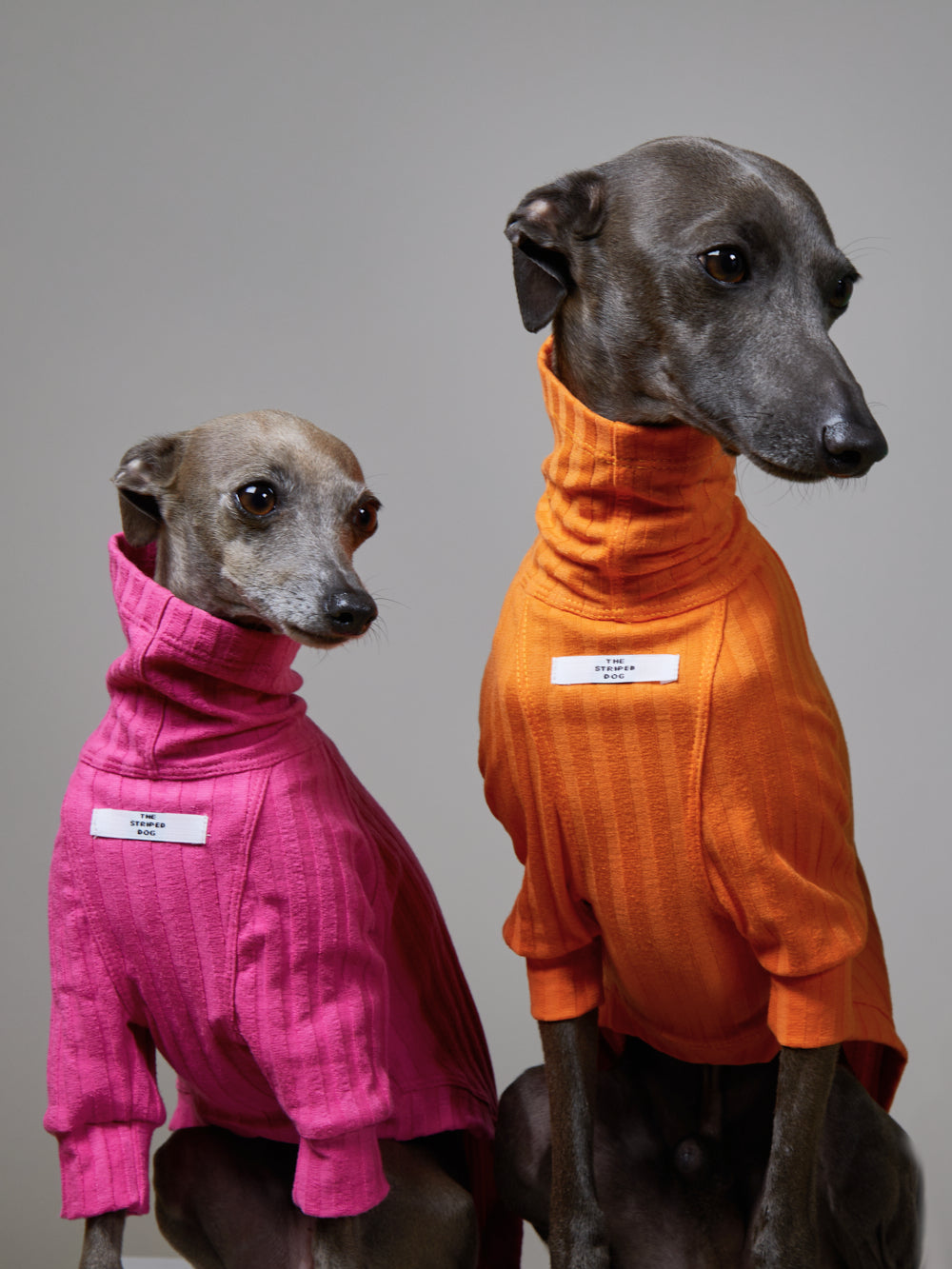 Sueter Naranja Cuello Tortuga en Rib - Galgo Italiano / Whippet PRISMA