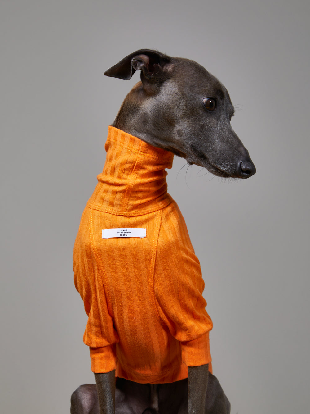 Sueter Naranja Cuello Tortuga en Rib - Galgo Italiano / Whippet PRISMA