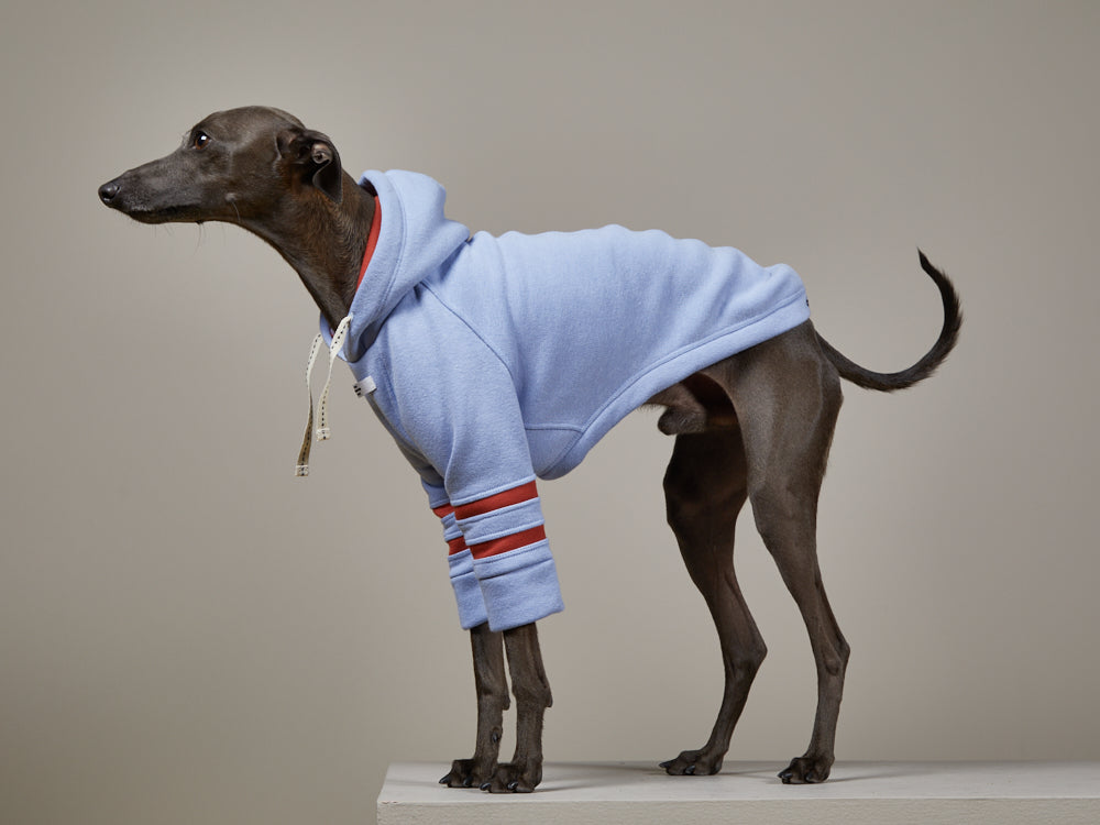 Buzo Capucha Azul Claro - Galgo Italiano / Whippet STRIPE