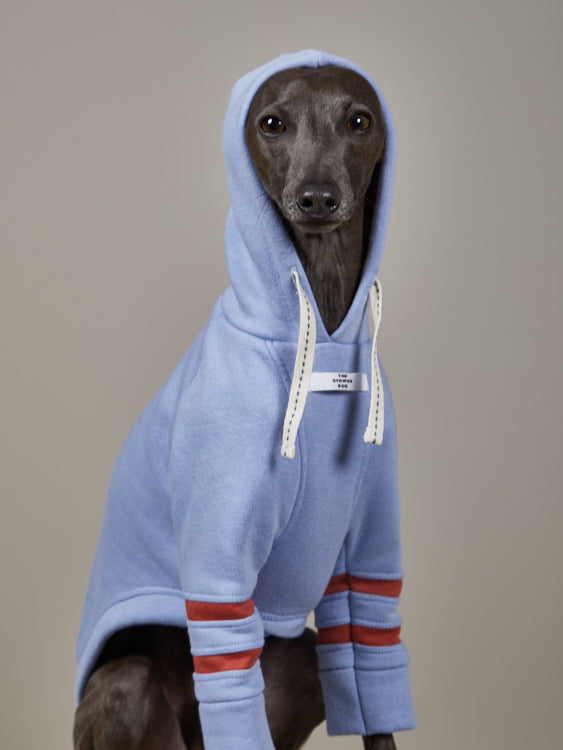 Buzo Capucha Azul Claro - Galgo Italiano / Whippet STRIPE