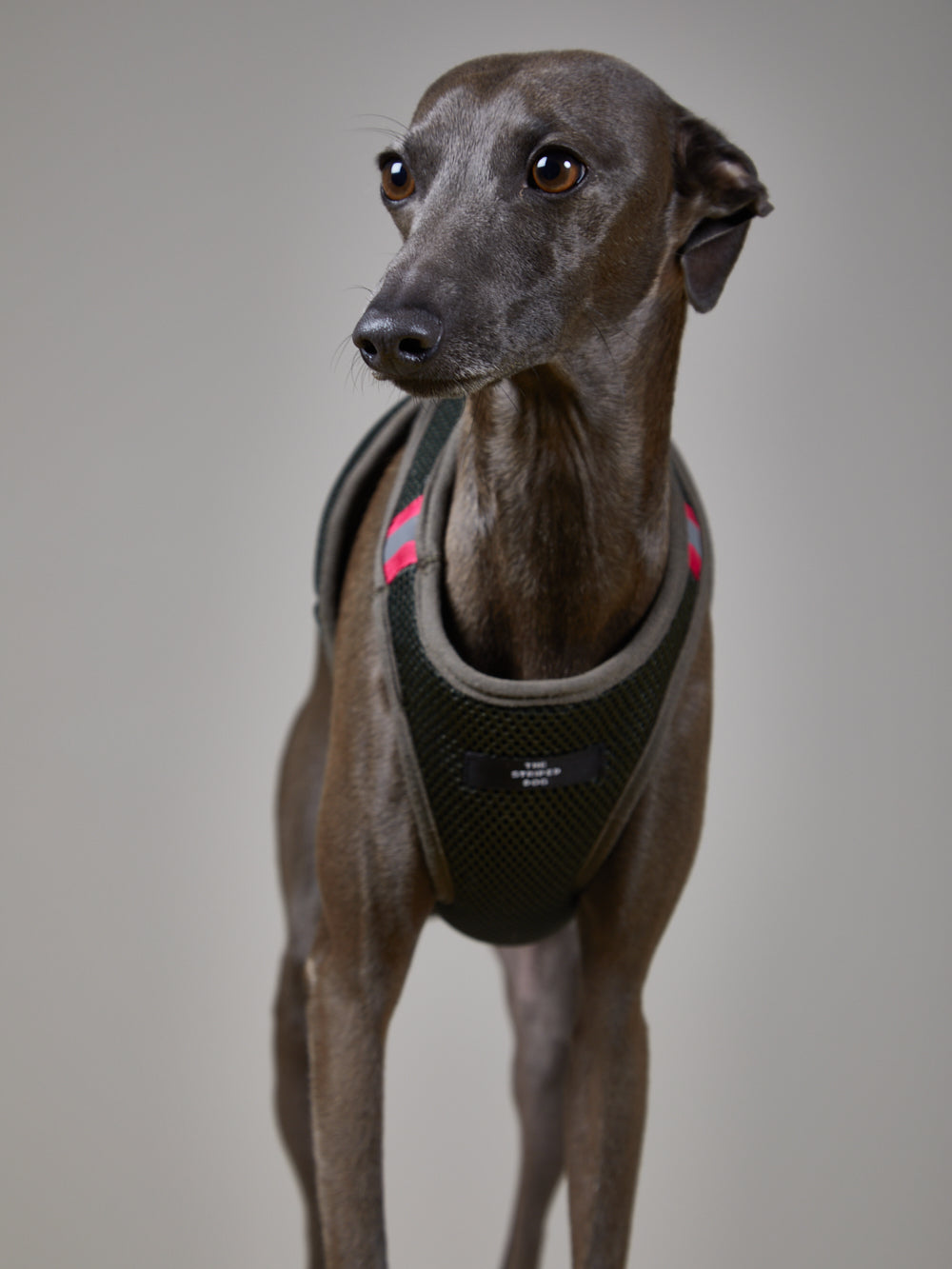 Arnes Neopreno Verde Militar CHROMA Galgo Italiano / Whippet