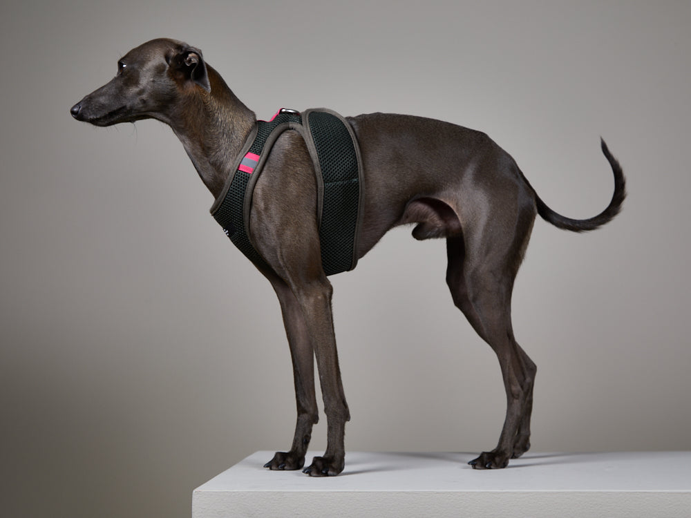 Arnes Neopreno Verde Militar CHROMA Galgo Italiano / Whippet