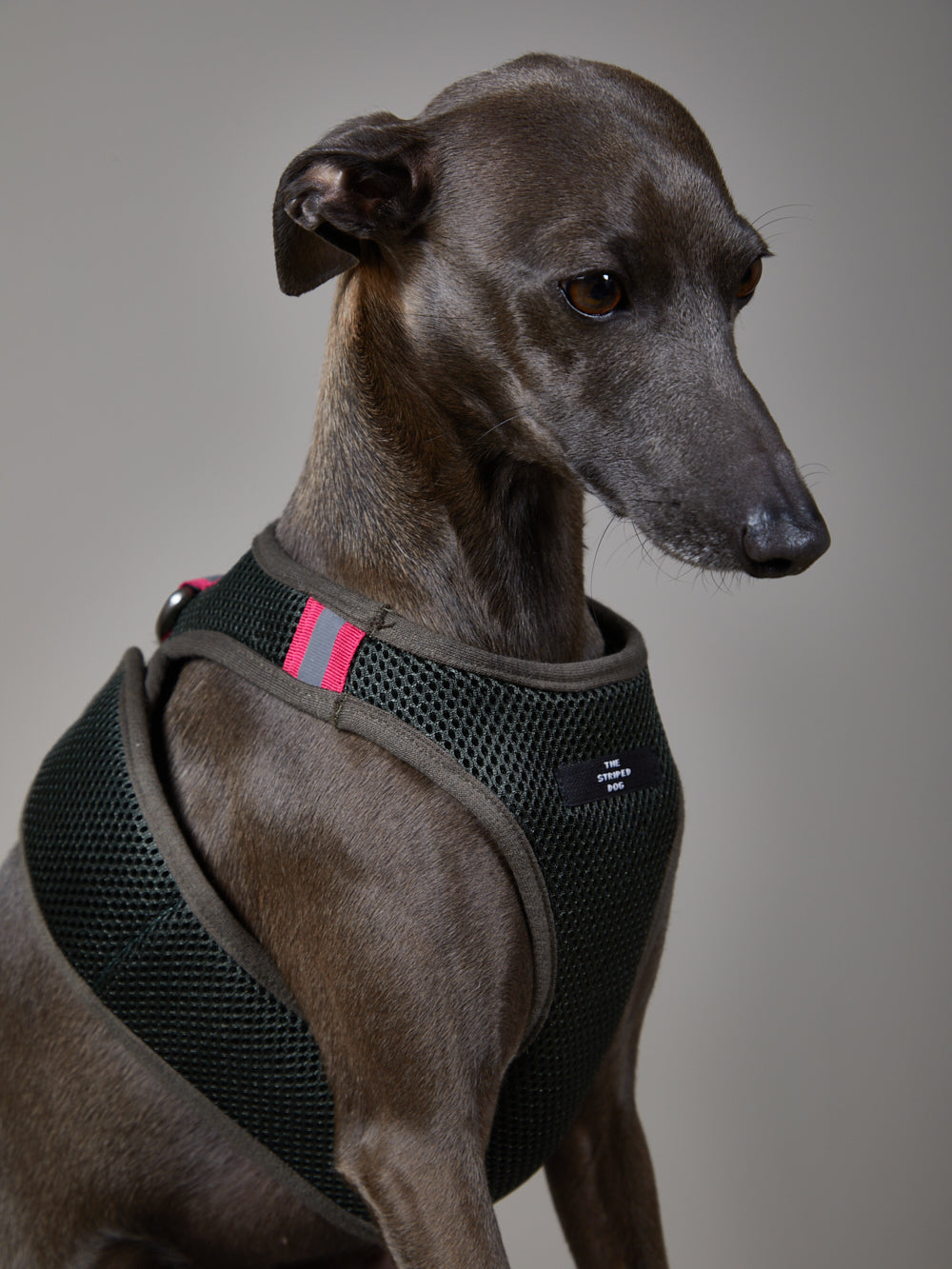 Arnes Neopreno Verde Militar CHROMA Galgo Italiano / Whippet