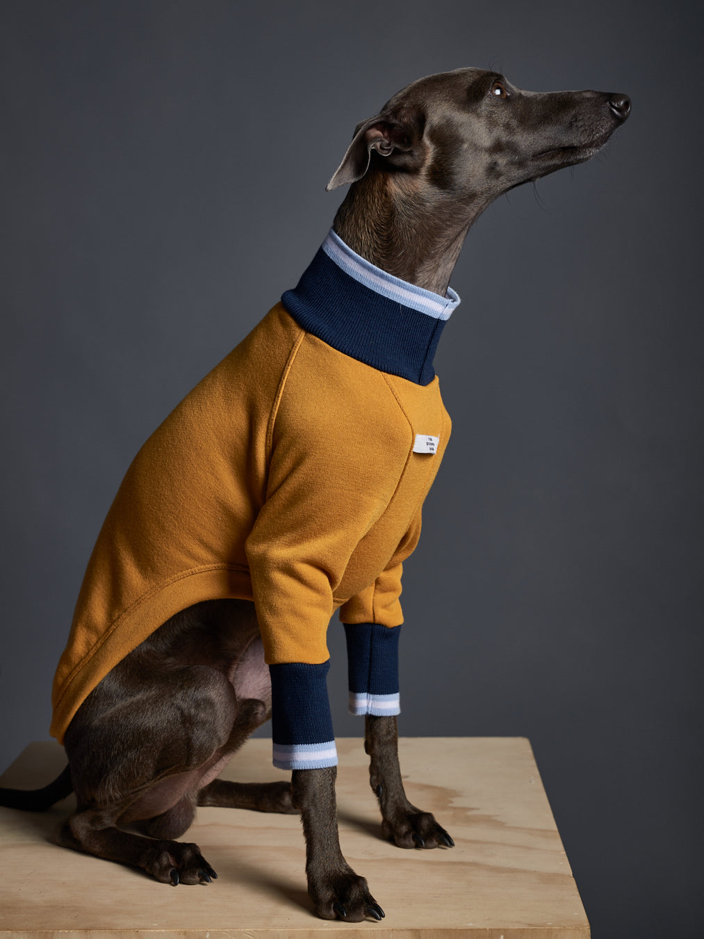 Sueter Cuello Tortuga Manga Larga - Galgo Italiano / Whippet CARSON