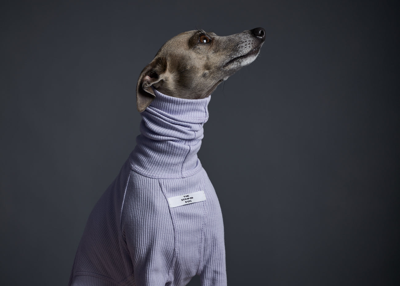 Sueter Cuello Tortuga Manga Larga Lila - Galgo Italiano / Whippet BEVERLY